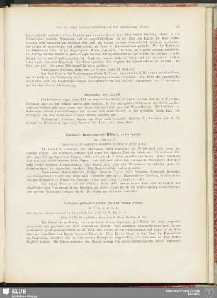 Isocardia cor Linné