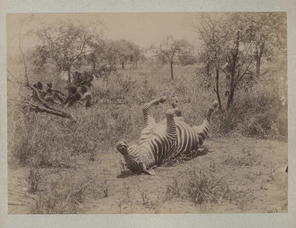 Dead zebra