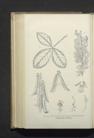 Crotalaria Striata.