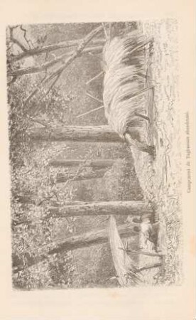 Campement de Tagbanuas abandonné