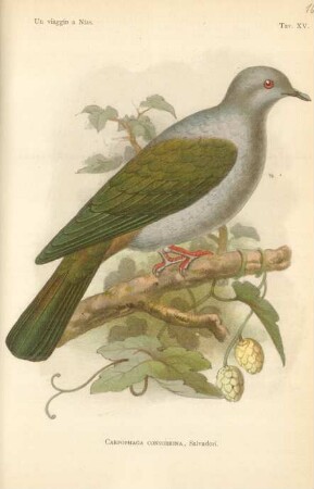 Tav. XV. Carpophaga consobrina, Salvadori