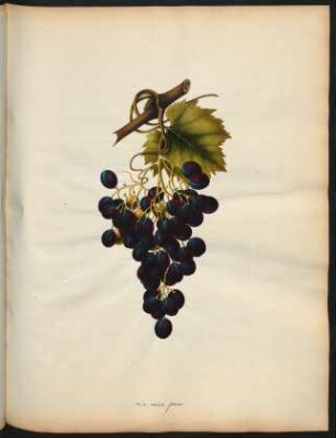 25. Le raisin prune