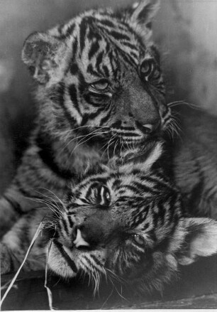 Hamburg-Stellingen. Tierpark Hagenbeck. Junge Tiger. Noch sind sie etwas verspielt