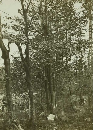 Buchen am Plissenberg bei Schluckenau (CSR)