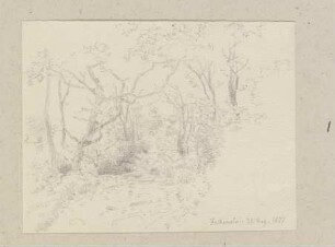 Waldweg bei Königstein-Falkenstein