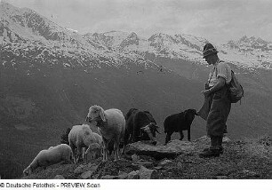 Schafherde und Schäfer im Ötztal
