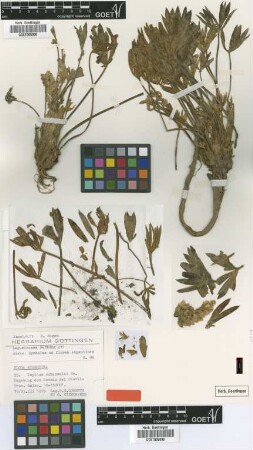 Lupinus subacaulis Griseb. [type]