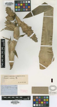 Tillandsia ventricosa Griseb. [holotype]