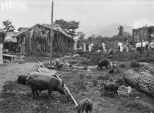 Schweine : Schweine vor Hütten