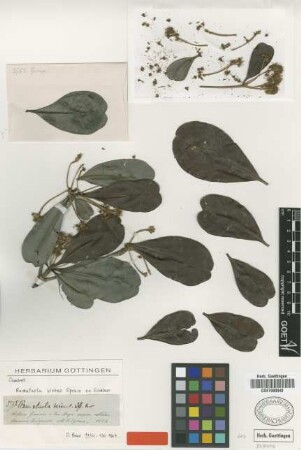 Ramatuela virens Spruce ex Eichler [type]