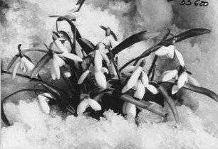 Kleine Schneeglöckchen (Galanthus nivalis), auch Gewöhnliches Schneeglöckchen genannt