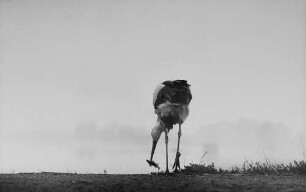 Archivfotografie "motive_tiere_wild_stoerche_13472"