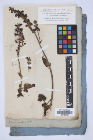 Salvia pratensis L.