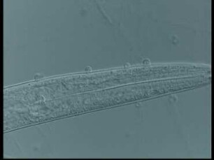 Nematophagous Fungi