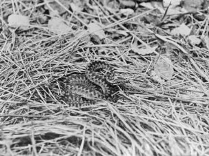 Kreuzotter : Kreuzotter (Vipera berus Linnaeus), ruhend