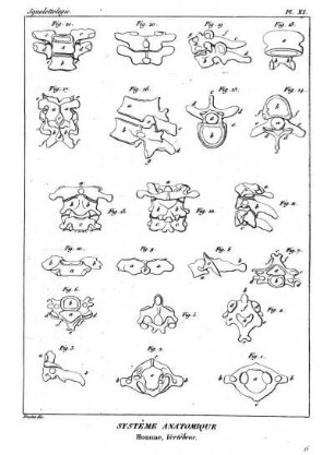 Pl. XI. Systême Anatomique Homme, Vertébres.