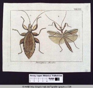 Hemiptera: Mantis.