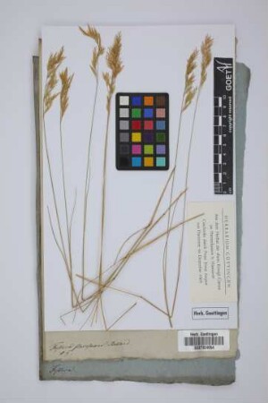 Festuca flavescens Bellard