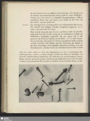 Larven und Puppen der Zuckmücke