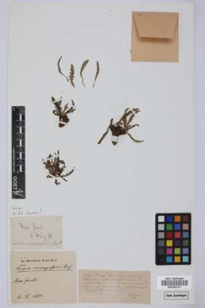 Senecio coronopifolius Desf.