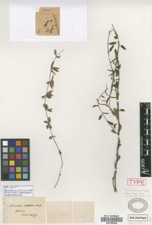 Metastelma albiflorum Griseb. [type]
