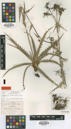 Eryngium painteri Hemsl. & Rose [isotype]