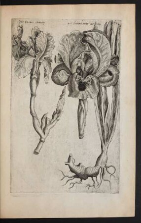 Taf. 38. [Iris]