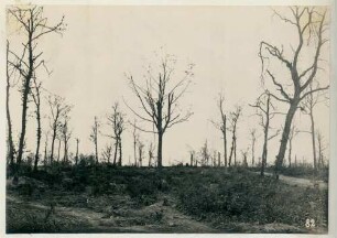 Foto des Waldes von Avocourt beim Wellblechschuppen am "Mittelgeräumt"