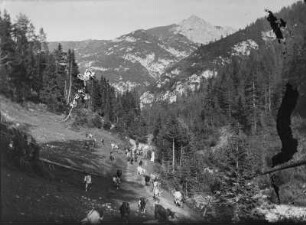 Alpen, Ziegenabtrieb : Österreich. Ziegenabtrieb in Tirol?