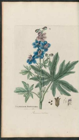 70. Delphinium Staphisagria