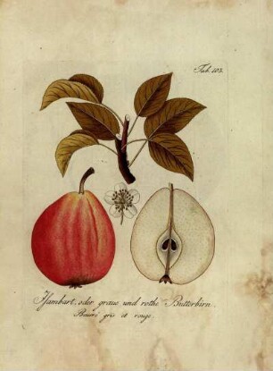 Tab. 103. Jsambart, oder graue und rothe Butterbirn [...]