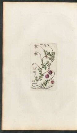 145. Vaccinium oxicoccos
