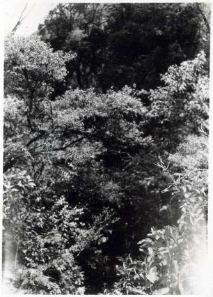 Ostbolivianischer Bergwald östlich von Narváez