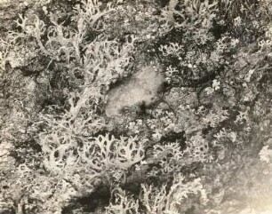 Schwammspinner (Lymantria dispar L.), Gelege am Eichenstamm
