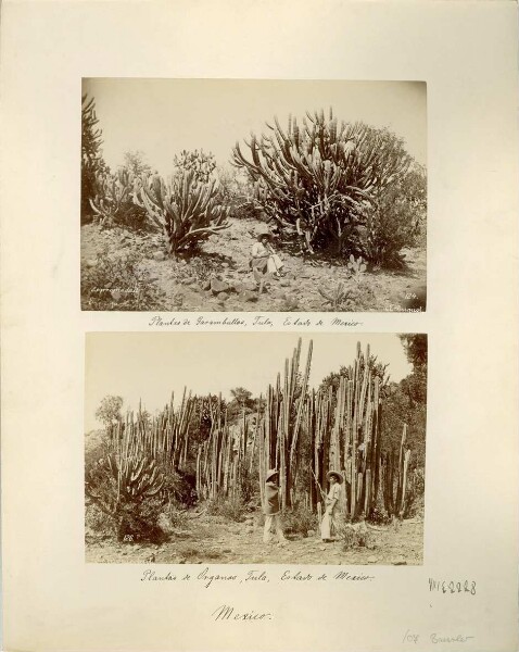 Plantas de Garambullas. / Plantas de Organos.