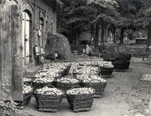 Zwiebelernte in Lehde : Žně cyblow na Lědach