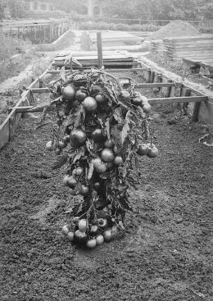 Quedlinburg. Tomatenstaude in einer Samenzucht-Gärtnerei