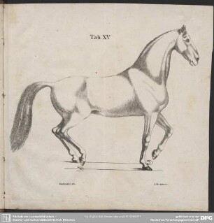Tab. XV.