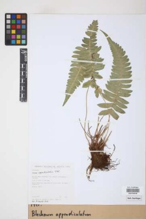 Blechnum appendiculatum Willd.
