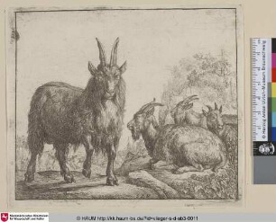 [Vier Ziegen; Four Goats; Les chèvres]