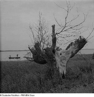 Uhlenfluchtweide am Achterwasser von Hiddensee oder bei Dierhagen
