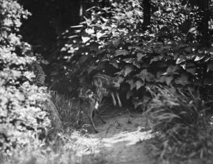 Rehe. Zwei Kitze