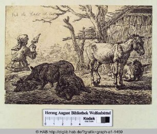 Esel und Wildschweine