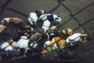 Meerschweinchenherde hinter Zaun (Prämiertes Foto Altersgruppe bis 14)