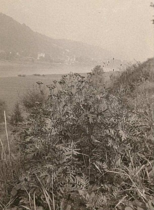 Rainfarn (Tanacetum vulgare, Syn.: Chrysanthemum vulgare (L.) Bernh.)