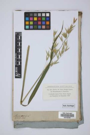 Avena sativa L.