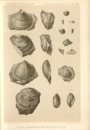Kayser, Obercarbonische Fauna von Lo-ping