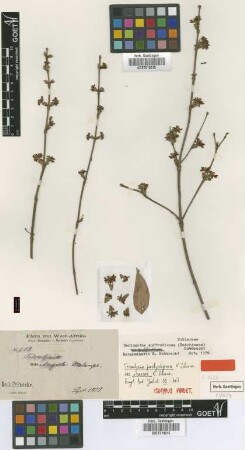 Tricalysia pachystigma K.Schum. var. K.Schum. praecox[isotype]