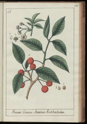 66. Prunus Cerasus. Gemeiner Kirschenbaum