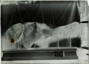 Diplodocus longis